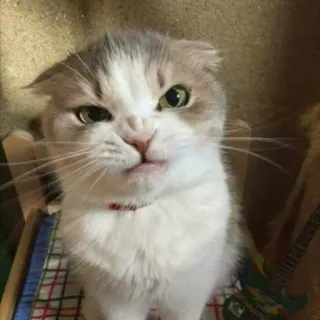 🐱 kot, zwierzę, zwierzę domowe, kociak, słodki, śmieszny, kotowaty telegram sticker