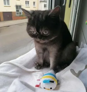 😕 cat, exotic shorthair, pet, kitten, animal, cute, domestic cat telegram sticker