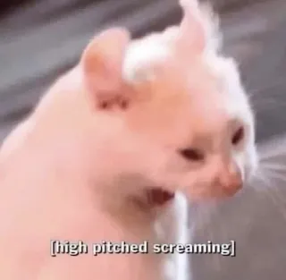 😱 high pitched screaming Katze, Meme, Schreien, Tier, Lustig, Internet Meme telegram sticker