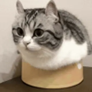 😺