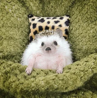 🦔 egel, dier, schattig, huisdier, zoogdier, wilde dieren telegram sticker