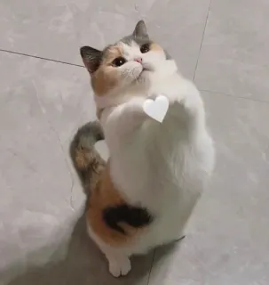 🤍 Katze, süß, Tier, stehend, Herz telegram sticker