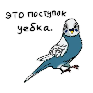 😠 это поступок уебка. Vogel, Wellensittich, Sittich, russischer Text, lustig, beleidigend, Cartoon-Vogel whatsapp sticker