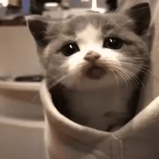 🐈 кот, котёнок, милый, питомец, животное, карман whatsapp sticker