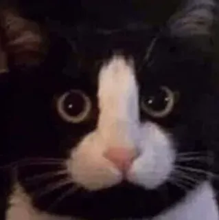 🙂 chat, offensant, humour, chat tuxedo, animal, animal de compagnie telegram sticker