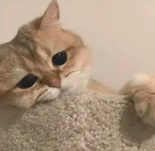 😓 cat, cute, animal, pet, kitten, feline telegram sticker