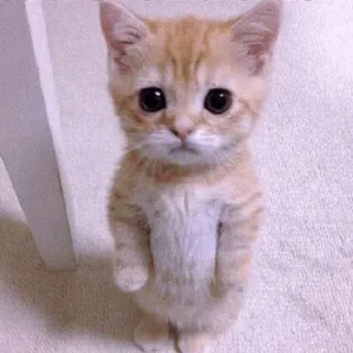 🍡 chaton, chat, mignon, animal de compagnie, animal, chat roux, chat domestique whatsapp sticker