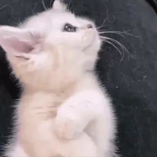 🐾 gato, gatinho, animal, fofo, animal de estimação, gato branco whatsapp sticker