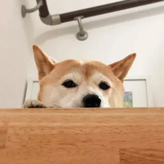 ✋ dog, shiba inu, stairs, animal, cute, pet telegram sticker