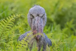 🙂 pássaro, bico-de-sapato, animal, natureza, vida selvagem telegram sticker