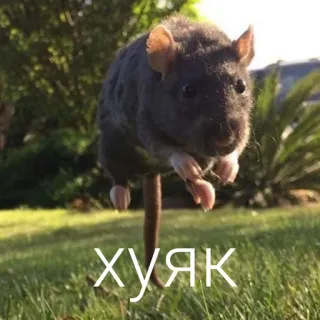 😯 ХУЯК rat, rongeur, animal, saut, extérieur telegram sticker