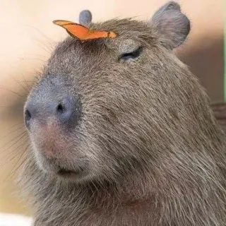 💫 kapibara, gryzoń, motyl, zwierzę, dzika przyroda, natura telegram sticker
