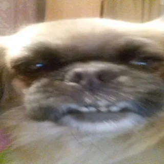 🐶 perro, animal, mascota, lindo, cara, gracioso telegram sticker