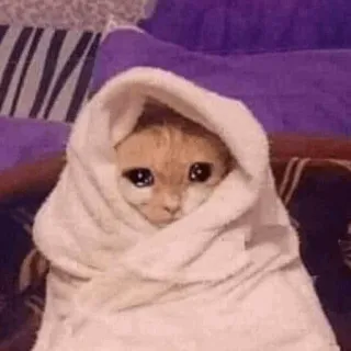 🧈 chat, pleurer, triste, serviette, mignon, mème, animal telegram sticker
