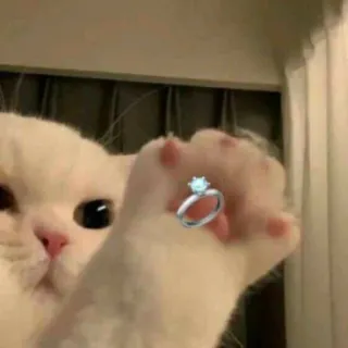 💍 Katze, Ring, Tier, süß, Haustier, Schmuck, Pfote, Haustier whatsapp sticker