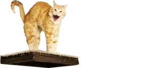 🙀 cat, animal, orange, feline, domestic, pet, mammal telegram sticker