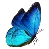 @masniklau ♥️ telegram emojis 🦋