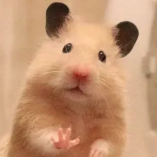 🖐️ hamster, animal de compagnie, mignon, animal, rongeur, petit, adorable telegram sticker