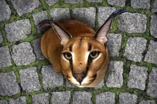 🤗 Floppa floppa, caracal, cat, animal, meme telegram sticker