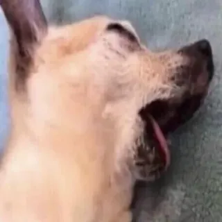 🐶 Hund, Gähnen, Schlafen, Süß, Tier, Haustier whatsapp sticker