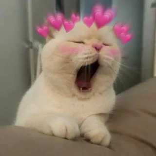 🩰 Katze, süß, Herz, Gähnen, Tier whatsapp sticker