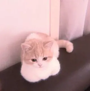 🐈 cat, pet, animal, cute, kitten, domestic cat, feline whatsapp sticker