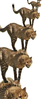 🔁 cheetah, animals, wildlife, big cats, stacking whatsapp sticker