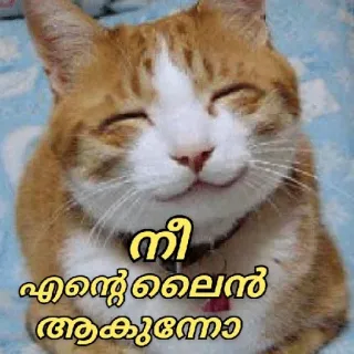 🤓 നീ എന്റെ ലൈൻ ആകുമോ kat, glimlach, blij, schattig, dier telegram sticker