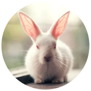😠 bunny, rabbit, animal, white, cute, pet, domestic telegram sticker