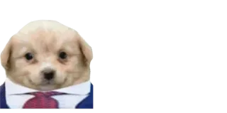 🤓 cão, cachorro, terno, gravata telegram sticker