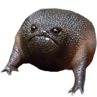👿 frog, animal, angry, funny, cute, sad telegram sticker