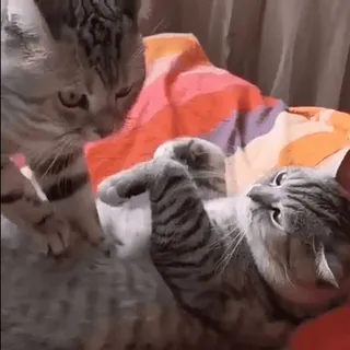 💗 猫, 動物, 遊ぶ, ペット, 可愛い telegram sticker