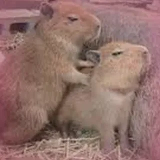 💆 Capybara, Nagetier, Tier, Süß, Säugetier, Wildtier whatsapp sticker
