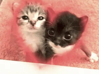 😺 kittens, cats, cute, pets, animals, feline, tiled telegram sticker