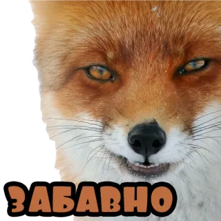 😏 ЗАБАВНО fuchs, tier, russisch, lustig whatsapp sticker