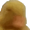 🦆