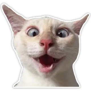 😃 gato, adesivo, engraçado, meme, animal, animal de estimação telegram sticker