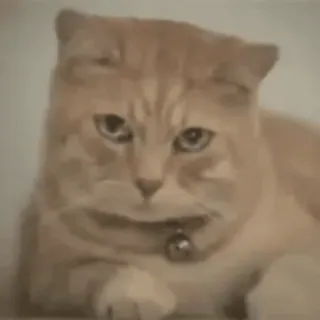 😢 gato, animal, animal de estimação, felino, gato doméstico telegram sticker