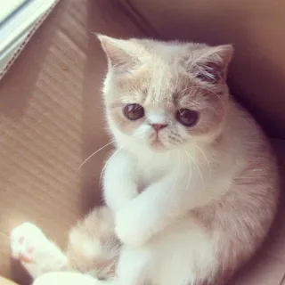😿 gato, mono, gatito, exótico de pelo corto, adorable telegram sticker