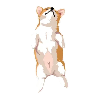🐶 chó, corgi, dễ thương, động vật, thú cưng, hài hước telegram sticker