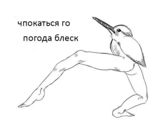 🍄 чпокаться го
погода блеск bird, legs,  странный, юмор telegram sticker