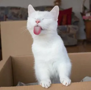 😜 gato, gato branco, animal, engraçado, língua, mostrando a língua, caixa, animal de estimação whatsapp sticker
