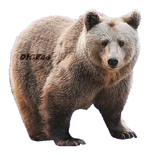 🐻 OK Ead bear, animal, wildlife, mammal, nature, grizzly bear telegram sticker