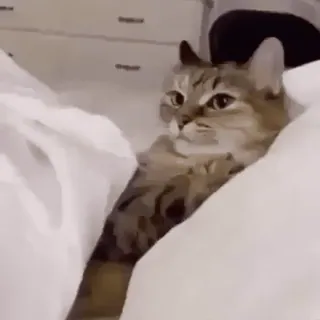 😨 Katze, Tier, Haustier, häuslich, Säugetier, Bett whatsapp sticker