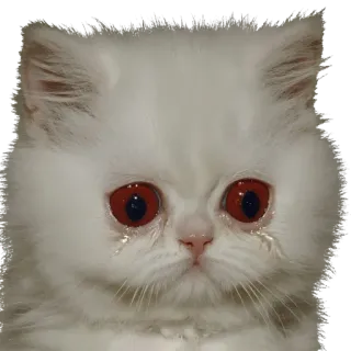 🐱 gatto, triste, piangendo, animale domestico, animale, gatto bianco telegram sticker