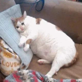 😫 gato, triste, meme, animal, animal de estimação, fofo, gato doméstico, deitado telegram sticker