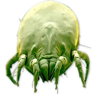 😄 mite, dust mite, arachnid, microscopic, allergen, pest telegram sticker
