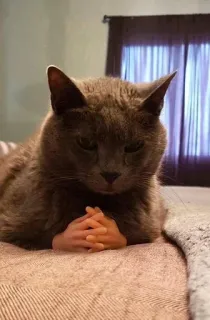 👍 gato, mãos, engraçado, meme, animal, animal de estimação telegram sticker