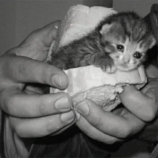 🖇 kitten, sandwich, bread, cute, cat, animal, pet telegram sticker