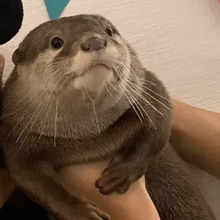 😳 loutre, animal, mammifère, mignon, faune, animal de compagnie telegram sticker